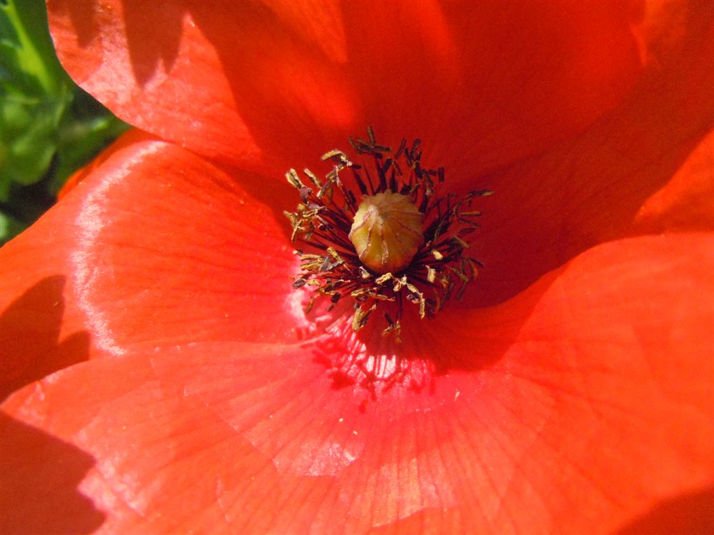 Papaver rhoeas